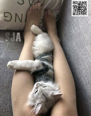 国产国语av毛片在线看_1080PBD在线观看